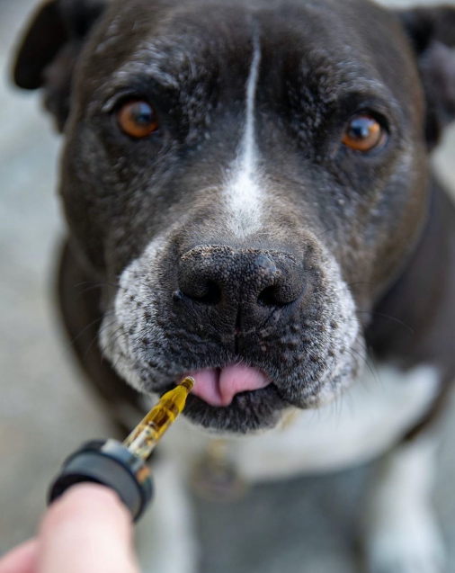 FOR PETS: 250 MG Natural Oil