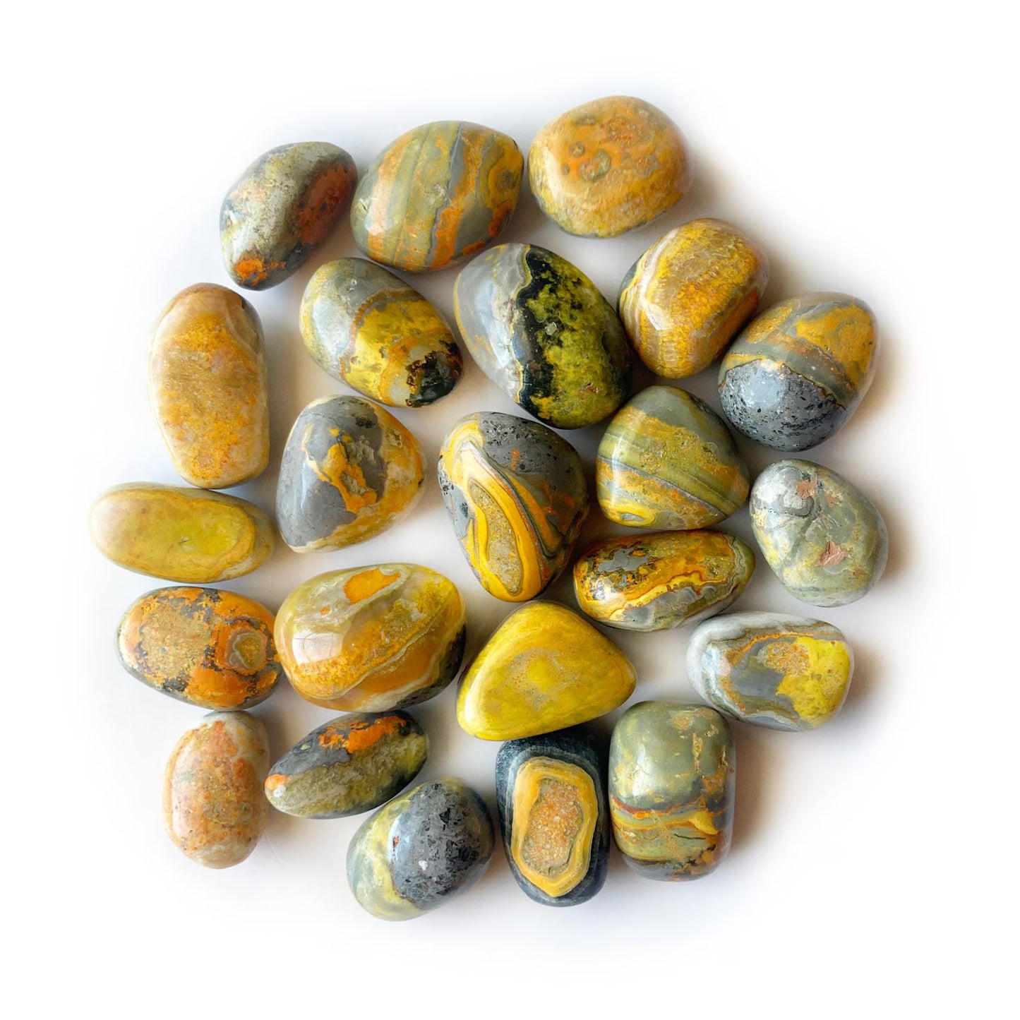 Bumble Bee Jasper