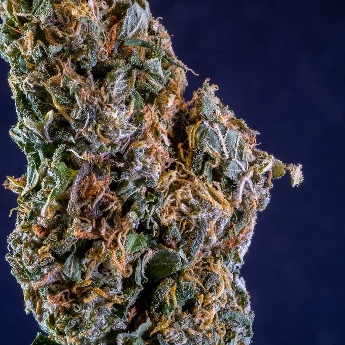 Nebraska Blossom Prerolls